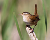Image. Marsh Wren