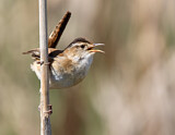 Image. Marsh Wren