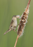 Image. Marsh Wren