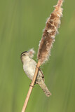 Image. Marsh Wren