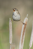 Image. Marsh Wren