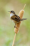 Image. Marsh Wren