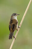 Image. Marsh Wren