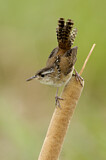Image. Marsh Wren