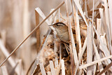 Image. Marsh Wren