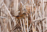 Image. Marsh Wren