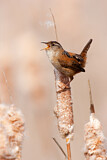 Image. Marsh Wren