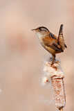 Image. Marsh Wren