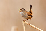 Image. Marsh Wren