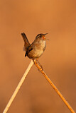 Image. Marsh Wren
