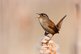 Image. Marsh Wren
