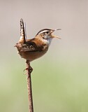 Image. Marsh Wren