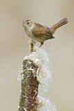 Image. Marsh Wren