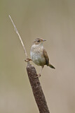 Image. Marsh Wren