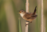 Image. Marsh Wren