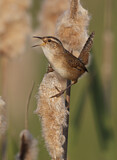 Image. Marsh Wren