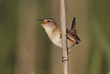 Image. Marsh Wren