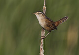Image. Marsh Wren