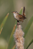 Image. Marsh Wren