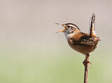 Image. Marsh Wren