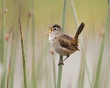 Image. Marsh Wren