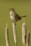 Image. Marsh Wren