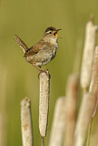 Image. Marsh Wren