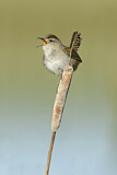 Image. Marsh Wren