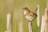 Image. Marsh Wren