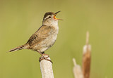 Image. Marsh Wren