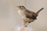Image. Marsh Wren