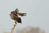 Image. Martial Eagle