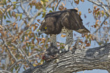 Image. Martial Eagle