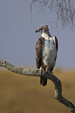 Image. Martial Eagle