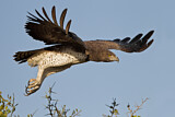 Image. Martial Eagle
