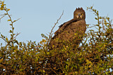 Image. Martial Eagle