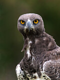 Image. Martial Eagle