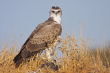 Image. Martial Eagle
