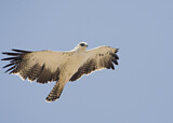 Image. Martial Eagle