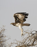 Image. Martial Eagle