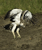Image. Martial Eagle