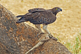 Image. Martial Eagle