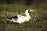 Image. Masked Booby