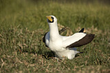 Image. Masked Booby