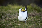 Image. Masked Booby