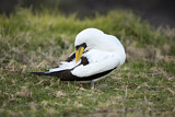 Image. Masked Booby
