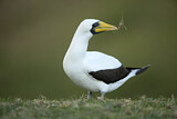 Image. Masked Booby