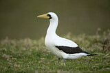 Image. Masked Booby