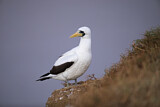 Image. Masked Booby