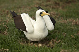 Image. Masked Booby